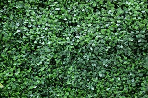 A006 Boxwood Hedge D Green                   